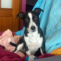 Adopta a Fdg