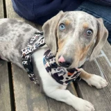 Adopta a Prueba Center