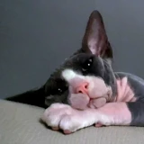 Adopta a Trébol