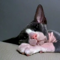 Adopta a Trébol