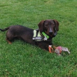 Adopta a 9