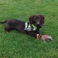 Adopta a 9
